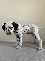 Pink Female, a female Dalmatian for sale in Denver, CO – Photo 8 of 9