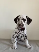 Pink Female, a female Dalmatian for sale in Denver, CO – Photo 4 of 9