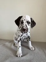 Pink Female, a female Dalmatian for sale in Denver, CO – Photo 3 of 9