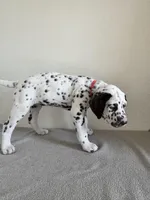 Pink Female, a female Dalmatian for sale in Denver, CO – Photo 6 of 9