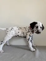 Pink Female, a female Dalmatian for sale in Denver, CO – Photo 7 of 9