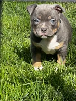Muffi, a female American Bully for sale in Spokane, WA – 1 of 6