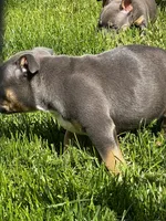Muffi, a female American Bully for sale in Spokane, WA – 2 of 6