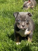 Muffi, a female American Bully for sale in Spokane, WA – 4 of 6