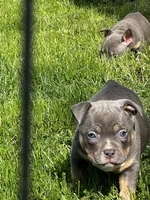 Muffi, a female American Bully for sale in Spokane, WA – 6 of 6