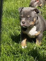 Muffi, a female American Bully for sale in Spokane, WA – 3 of 6