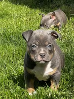 Muffi, a female American Bully for sale in Spokane, WA – 5 of 6