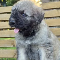 AKC , a female Bouvier des Flandres for sale in Marionville, MO – 2 of 7