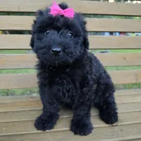 AKC Bri, a female Bouvier des Flandres for sale in Marionville, MO – 3 of 10