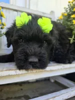 AKC Bella, a female Bouvier des Flandres for sale in Marionville, MO – Photo 1 of 2