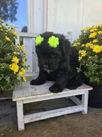 AKC Bella, a female Bouvier des Flandres for sale in Marionville, MO – Photo 2 of 2