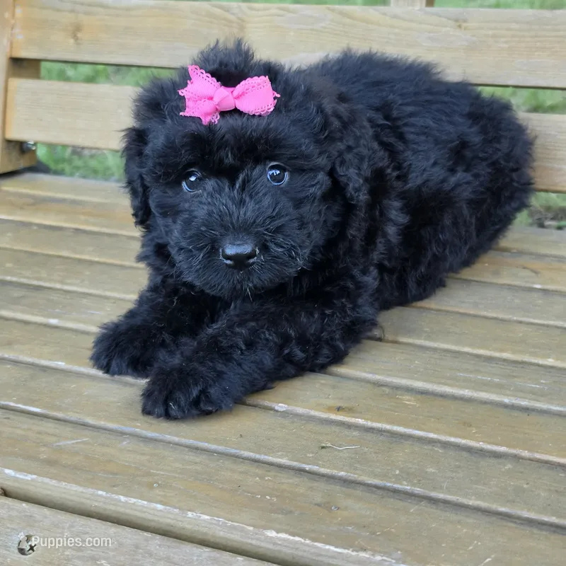 AKC Bri – Bouvier des Flandres puppy for sale in Marionville, MO