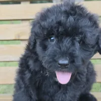 AKC Stella , a female Bouvier des Flandres for sale in Marionville, MO – 2 of 7