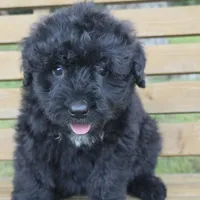 AKC Stella , a female Bouvier des Flandres for sale in Marionville, MO – 7 of 7