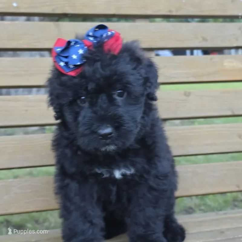 AKC Stella  – Bouvier des Flandres puppy for sale in Marionville, MO