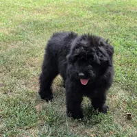 AKC Luna , a female Bouvier des Flandres for sale in Marionville, MO – 5 of 9