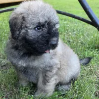 AKC , a female Bouvier des Flandres for sale in Marionville, MO – 3 of 7