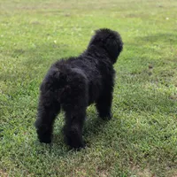 AKC Luna , a female Bouvier des Flandres for sale in Marionville, MO – 9 of 9