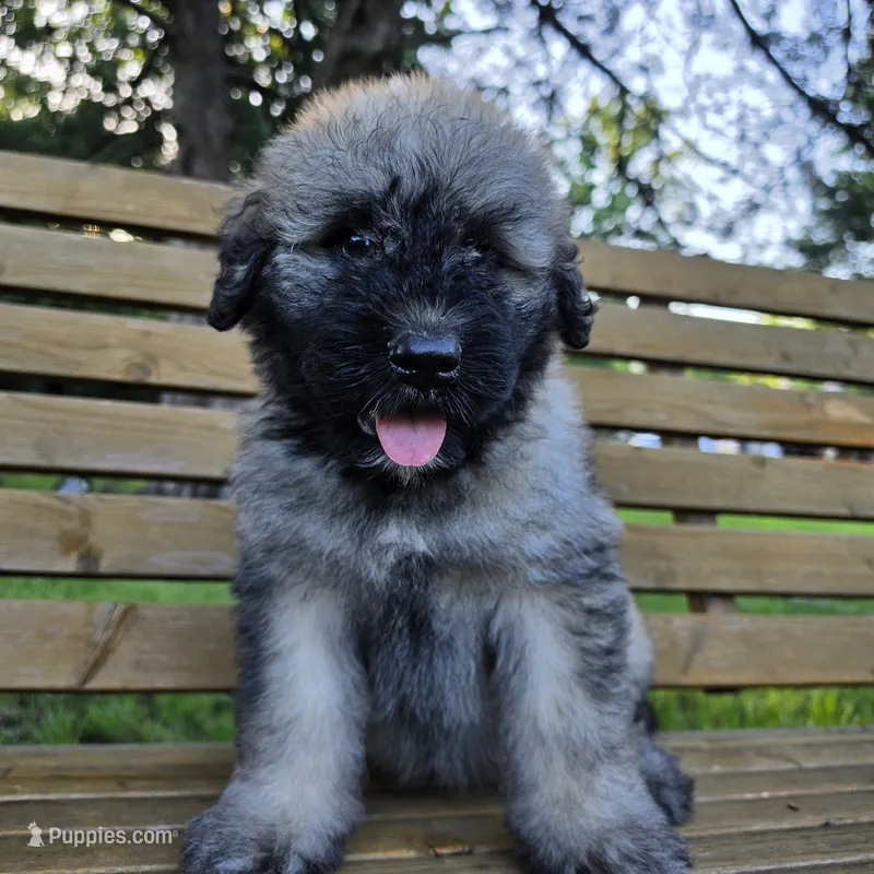AKC  – Bouvier des Flandres puppy for sale in Marionville, MO