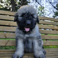 AKC , a female Bouvier des Flandres for sale in Marionville, MO – 1 of 7