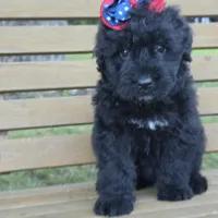 AKC Stella , a female Bouvier des Flandres for sale in Marionville, MO – 5 of 7