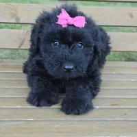 AKC Bri, a female Bouvier des Flandres for sale in Marionville, MO – 10 of 10