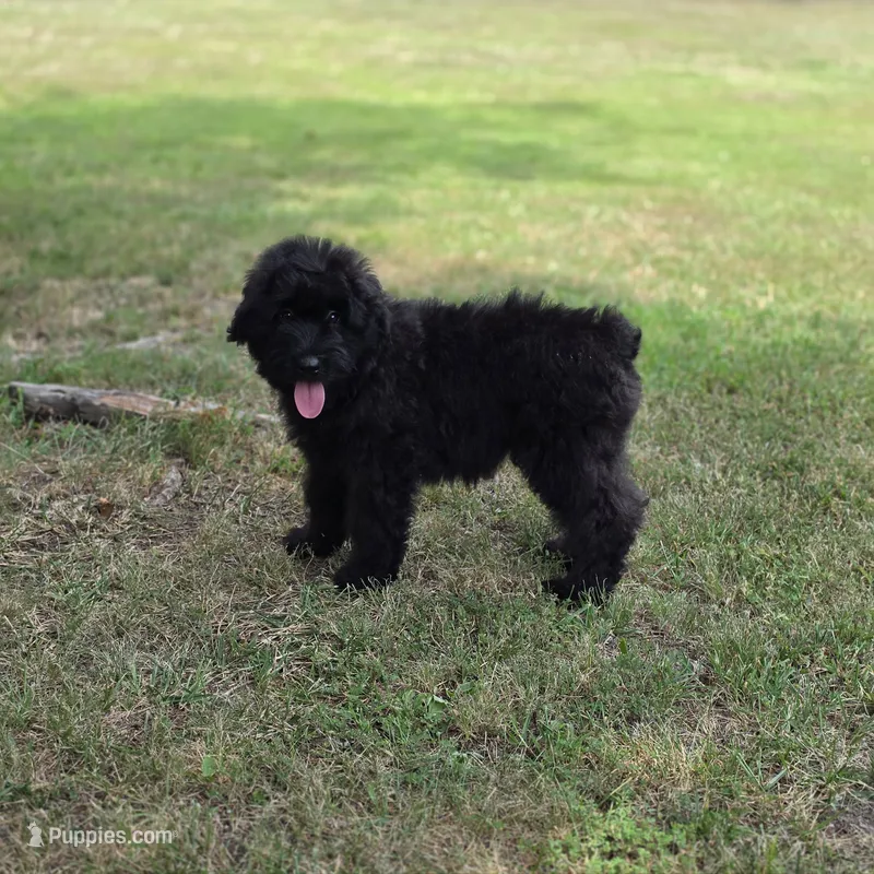 AKC Fall Puppies! – Bouvier des Flandres puppy for sale in Marionville, MO