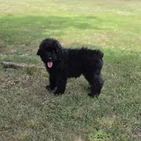 AKC Luna , a female Bouvier des Flandres for sale in Marionville, MO – 4 of 9