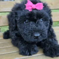 AKC Bri, a female Bouvier des Flandres for sale in Marionville, MO – 4 of 10