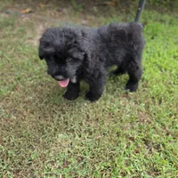 AKC Chloe, a female Bouvier des Flandres for sale in Marionville, MO – 2 of 4