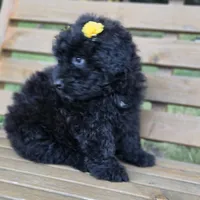 AKC Chloe, a female Bouvier des Flandres for sale in Marionville, MO – 2 of 4