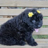 AKC Chloe, a female Bouvier des Flandres for sale in Marionville, MO – 3 of 4
