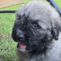 AKC , a female Bouvier des Flandres for sale in Marionville, MO – 4 of 7