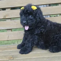AKC Chloe, a female Bouvier des Flandres for sale in Marionville, MO – 4 of 4