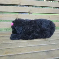 AKC Bri, a female Bouvier des Flandres for sale in Marionville, MO – 5 of 10
