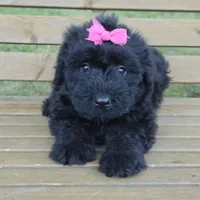 AKC Bri, a female Bouvier des Flandres for sale in Marionville, MO – 2 of 10