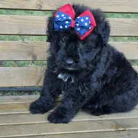 AKC Stella , a female Bouvier des Flandres for sale in Marionville, MO – 3 of 7