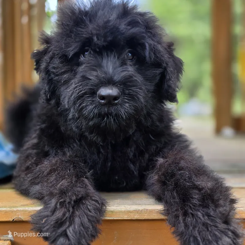 AKC Luna  – Bouvier des Flandres puppy for sale in Marionville, MO