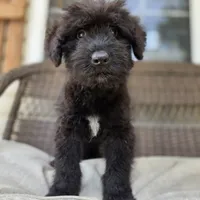AKC Chloe, a female Bouvier des Flandres for sale in Marionville, MO – 3 of 4