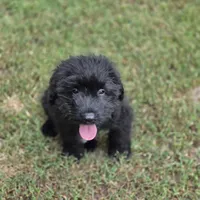 AKC Chloe, a female Bouvier des Flandres for sale in Marionville, MO – 4 of 4