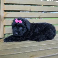 AKC Bri, a female Bouvier des Flandres for sale in Marionville, MO – 9 of 10