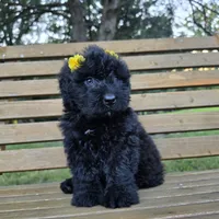 AKC Chloe, a female Bouvier des Flandres for sale in Marionville, MO – 1 of 4