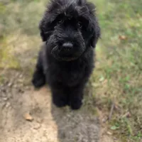 AKC Luna , a female Bouvier des Flandres for sale in Marionville, MO – 6 of 9