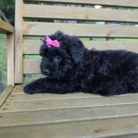 AKC Bri, a female Bouvier des Flandres for sale in Marionville, MO – 7 of 10
