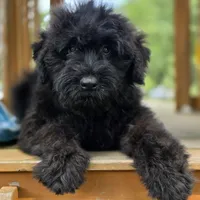 AKC Luna , a female Bouvier des Flandres for sale in Marionville, MO – 7 of 9