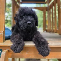 AKC Luna , a female Bouvier des Flandres for sale in Marionville, MO – 3 of 9