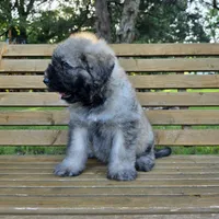 AKC , a female Bouvier des Flandres for sale in Marionville, MO – 6 of 7