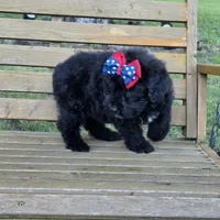 AKC Stella , a female Bouvier des Flandres for sale in Marionville, MO – 6 of 7