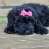 AKC Bri, a female Bouvier des Flandres for sale in Marionville, MO – 8 of 10