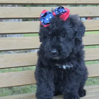 AKC Stella , a female Bouvier des Flandres for sale in Marionville, MO – 4 of 7